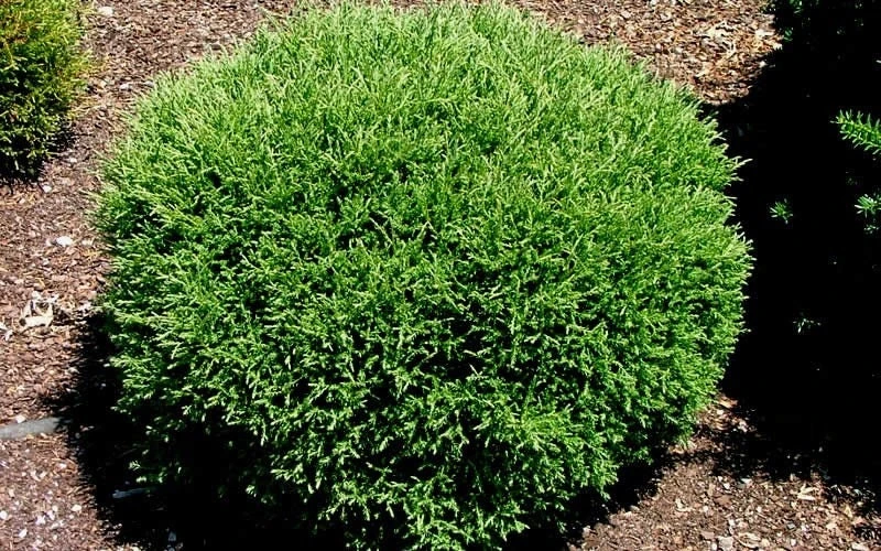 Mr Bowling Ball Arborvitae Live Plant – Dwarf Globe Shrub 4-6" in Quart Pot – Outdoor - Image 3
