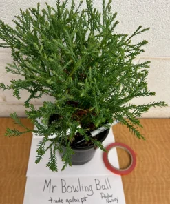 Mr Bowling Ball Arborvitae Live Plant – Dwarf Globe Shrub – 1 Gallon Pot – Outdoor - Image 4