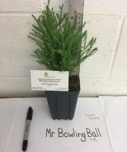 Mr Bowling Ball Arborvitae Live Plant – Dwarf Globe Shrub 4-6