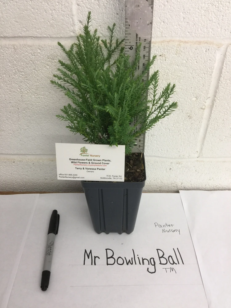 Mr Bowling Ball Arborvitae Live Plant – Dwarf Globe Shrub 4-6" in Quart Pot – Outdoor - Image 4
