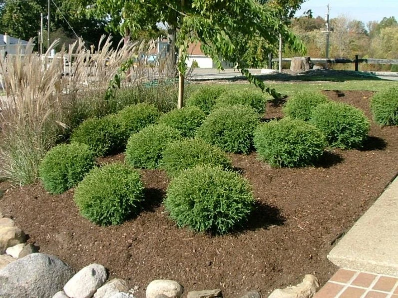 Mr Bowling Ball Arborvitae Live Plant – Dwarf Globe Shrub 4-6" in Quart Pot – Outdoor - Image 5