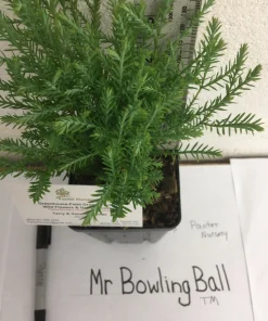Mr Bowling Ball Arborvitae Live Plant – Dwarf Globe Shrub 4-6