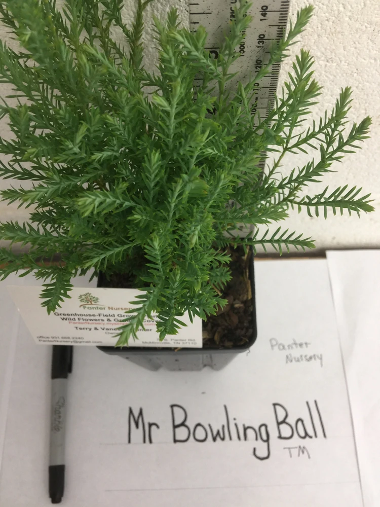Mr Bowling Ball Arborvitae Live Plant – Dwarf Globe Shrub 4-6" in Quart Pot – Outdoor - Image 6