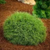 Mr Bowling Ball Arborvitae Live Plant – Dwarf Globe Shrub – 1 Gallon Pot – Outdoor - Image 1