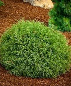 Mr Bowling Ball Arborvitae Live Plant – Dwarf Globe Shrub – 1 Gallon Pot – Outdoor - Image 1