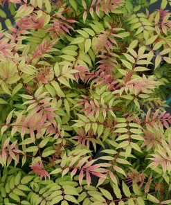 Mr. Mustard False Spiraea Live Plant - Sorbaria sorbifolia - 4 inch Pot - Image 2