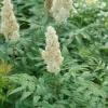 Mr. Mustard False Spiraea Live Plant - Sorbaria sorbifolia - 4 inch Pot - Image 1