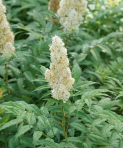 Mr. Mustard False Spiraea Live Plant - Sorbaria sorbifolia - 4 inch Pot - Image 1