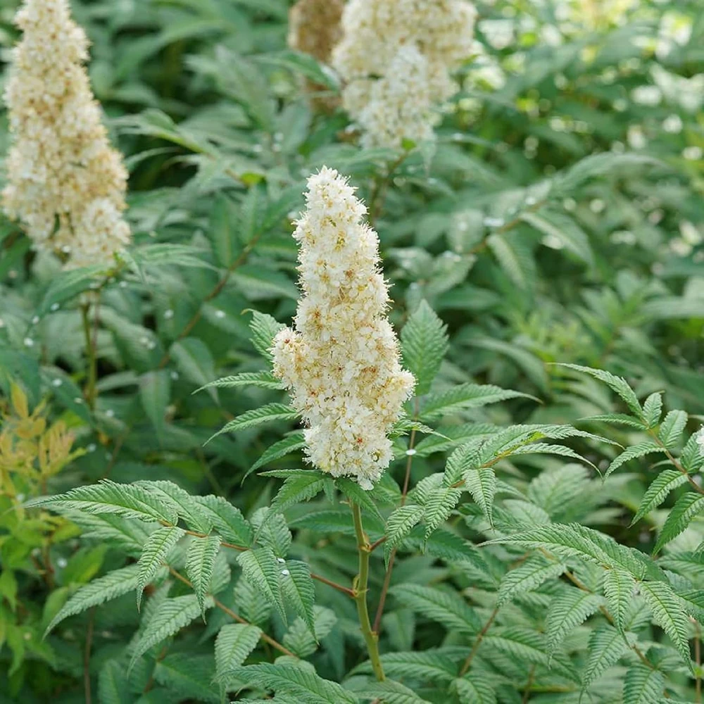 Mr. Mustard False Spiraea Live Plant - Sorbaria sorbifolia - 4 inch Pot - Image 1