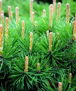Mugo Pine Seeds – Dwarf Evergreen Pinus Mugo Pumilio – 25 Seeds – Outdoor Shrub - Image 10