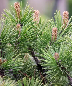 Mugo Pine Seeds – Dwarf Evergreen Pinus Mugo Pumilio – 25 Seeds – Outdoor Shrub - Image 2