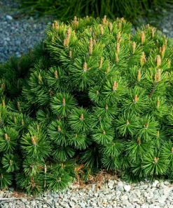 Mugo Pine Seeds – Dwarf Evergreen Pinus Mugo Pumilio – 25 Seeds – Outdoor Shrub - Image 3