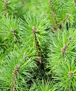 Mugo Pine Seeds – Dwarf Evergreen Pinus Mugo Pumilio – 25 Seeds – Outdoor Shrub - Image 4