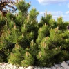 Mugo Pine Seeds – Dwarf Evergreen Pinus Mugo Pumilio – 25 Seeds – Outdoor Shrub - Image 1