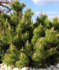 Mugo Pine Seeds – Dwarf Evergreen Pinus Mugo Pumilio – 25 Seeds – Outdoor Shrub - Image 1