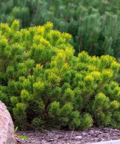 Mugo Pine Seeds – Dwarf Evergreen Pinus Mugo Pumilio – 25 Seeds – Outdoor Shrub - Image 5
