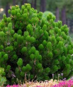 Mugo Pine Seeds – Dwarf Evergreen Pinus Mugo Pumilio – 25 Seeds – Outdoor Shrub - Image 6