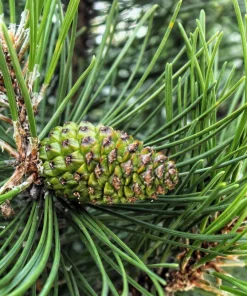 Mugo Pine Seeds – Dwarf Evergreen Pinus Mugo Pumilio – 25 Seeds – Outdoor Shrub - Image 8