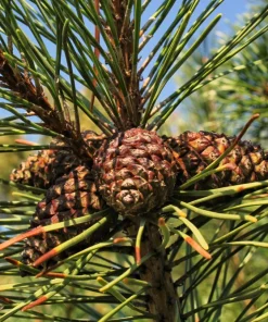 Mugo Pine Seeds – Dwarf Evergreen Pinus Mugo Pumilio – 25 Seeds – Outdoor Shrub - Image 9
