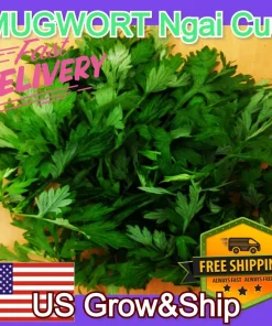 Mugwort Artemisia Argyi Live Plants - Silvery Wormwood Herb Seedling Indoor/Outdoor - Image 10