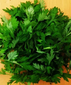 Mugwort Artemisia Argyi Live Plants - Silvery Wormwood Herb Seedling Indoor/Outdoor - Image 11