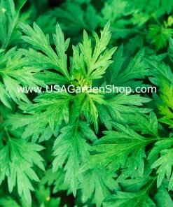 Mugwort Artemisia Argyi Live Plants - Silvery Wormwood Herb Seedling Indoor/Outdoor - Image 2