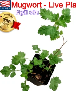 Mugwort Artemisia Argyi Live Plants - Silvery Wormwood Herb Seedling Indoor/Outdoor - Image 3