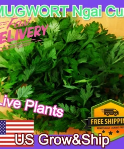 Mugwort Artemisia Argyi Live Plants - Silvery Wormwood Herb Seedling Indoor/Outdoor - Image 4