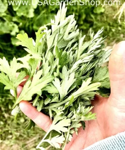 Mugwort Artemisia Argyi Live Plants - Silvery Wormwood Herb Seedling Indoor/Outdoor - Image 5