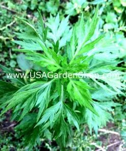 Mugwort Artemisia Argyi Live Plants - Silvery Wormwood Herb Seedling Indoor/Outdoor - Image 6