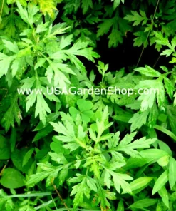 Mugwort Artemisia Argyi Live Plants - Silvery Wormwood Herb Seedling Indoor/Outdoor - Image 7