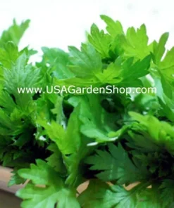 Mugwort Artemisia Argyi Live Plants - Silvery Wormwood Herb Seedling Indoor/Outdoor - Image 8