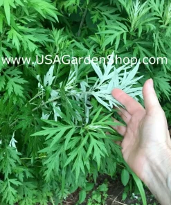 Mugwort Artemisia Argyi Live Plants - Silvery Wormwood Herb Seedling Indoor/Outdoor - Image 9