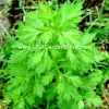 Mugwort Artemisia Argyi Live Plants - Silvery Wormwood Herb Seedling Indoor/Outdoor - Image 1