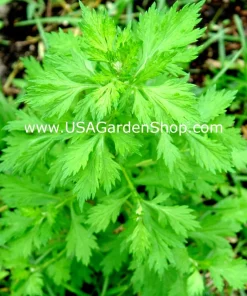 Mugwort Artemisia Argyi Live Plants - Silvery Wormwood Herb Seedling Indoor/Outdoor - Image 1