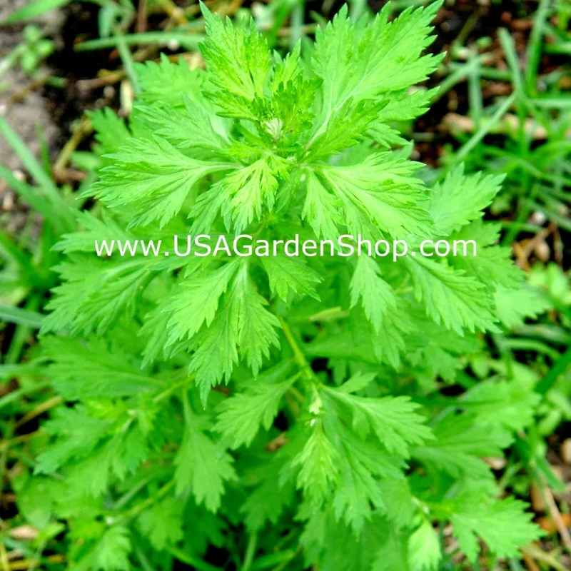 Mugwort Artemisia Argyi Live Plants - Silvery Wormwood Herb Seedling Indoor/Outdoor - Image 1