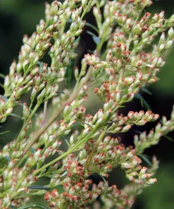 Mugwort Artemisia Vulgaris Seeds - Wild Wormwood Herb Yellow Red Flower - Image 2