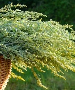 Mugwort Artemisia Vulgaris Seeds - Wild Wormwood Herb Yellow Red Flower - Image 3
