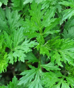 Mugwort Artemisia Vulgaris Seeds - Wild Wormwood Herb Yellow Red Flower - Image 4