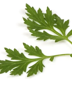 Mugwort Artemisia Vulgaris Seeds - Wild Wormwood Herb Yellow Red Flower - Image 5