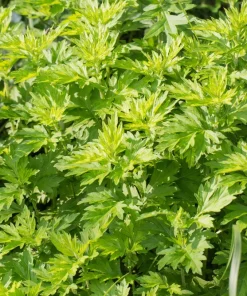Mugwort Artemisia Vulgaris Seeds - Wild Wormwood Herb Yellow Red Flower - Image 6