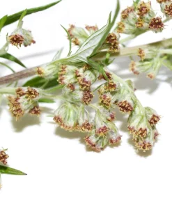 Mugwort Artemisia Vulgaris Seeds - Wild Wormwood Herb Yellow Red Flower - Image 7