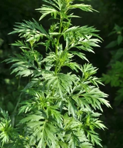 Mugwort Artemisia Vulgaris Seeds - Wild Wormwood Herb Yellow Red Flower - Image 8