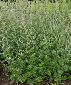 Mugwort Artemisia Vulgaris Seeds - Wild Wormwood Herb Yellow Red Flower - Image 9