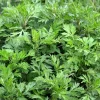 Mugwort Artemisia Vulgaris Seeds - Wild Wormwood Herb Yellow Red Flower - Image 1