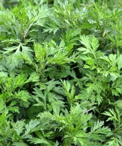 Mugwort Artemisia Vulgaris Seeds - Wild Wormwood Herb Yellow Red Flower - Image 1