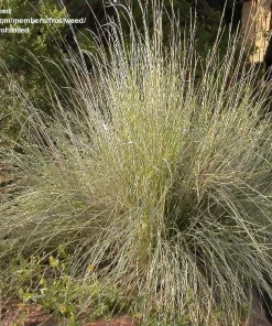 Muhly Grass Live Plant – Muhlenbergia lindheimeri Ornamental Grass, 1 Gallon Pot, Evergreen, Perennial - Image 2
