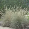 Muhly Grass Live Plant – Muhlenbergia lindheimeri Ornamental Grass, 1 Gallon Pot, Evergreen, Perennial - Image 1