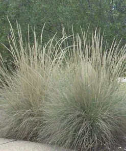 Muhly Grass Live Plant – Muhlenbergia lindheimeri Ornamental Grass, 1 Gallon Pot, Evergreen, Perennial - Image 1