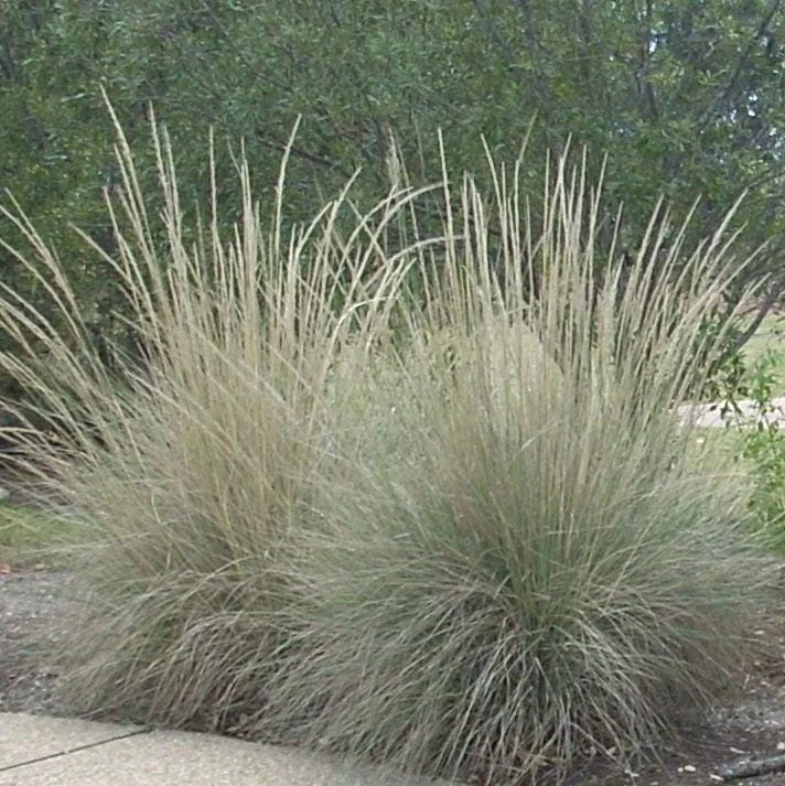 Muhly Grass Live Plant – Muhlenbergia lindheimeri Ornamental Grass, 1 Gallon Pot, Evergreen, Perennial - Image 1